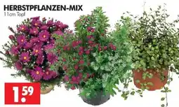 Wreesmann HERBSTPFLANZEN-MIX Angebot