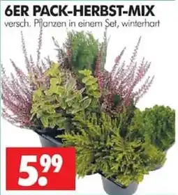 Wreesmann 6ER PACK-HERBST-MIX Angebot