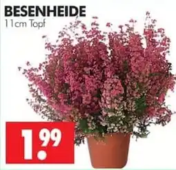 Wreesmann BESSENHEIDE Angebot