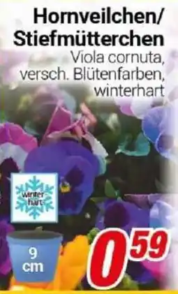 CENTERSHOP Hornveilchen/Stiefmütterchen Angebot