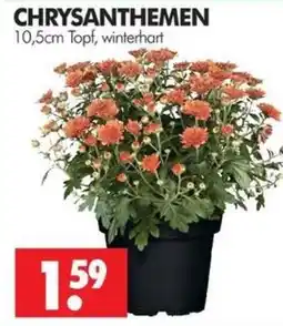 Wreesmann CHRYSANTHEMEN Angebot