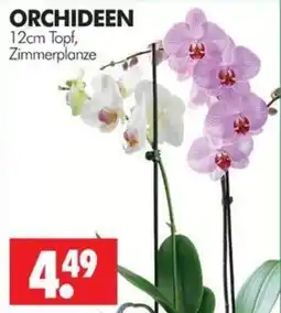 Wreesmann ORCHIDEEN Angebot