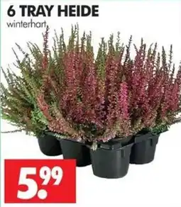 Wreesmann 6 TRAY HEIDE Angebot