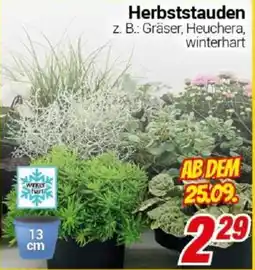 CENTERSHOP Herbststauden Angebot