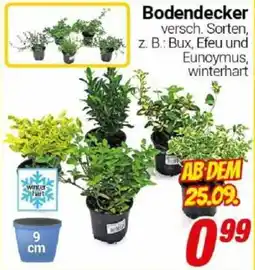 CENTERSHOP Bodendecker Angebot