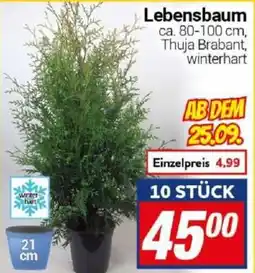 CENTERSHOP Lebensbaum Angebot