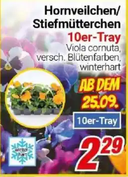 CENTERSHOP Hornveilchen/Stiefmütterchen Angebot