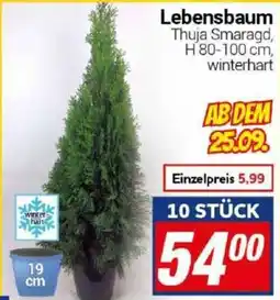 CENTERSHOP Lebensbaum Thuja Smaragd Angebot