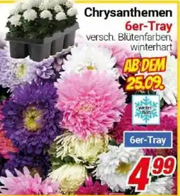CENTERSHOP Chrysanthemen Angebot