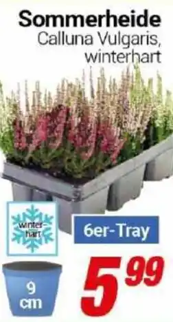 CENTERSHOP Sommerheide Calluna Vulgaris, winterhart Angebot
