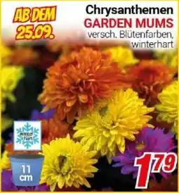 CENTERSHOP Chrysanthemen GARDEN MUMS Angebot
