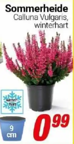 CENTERSHOP Sommerheide Calluna Vulgaris, winterhart Angebot