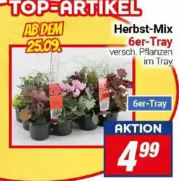 CENTERSHOP Herbst-Mix Angebot