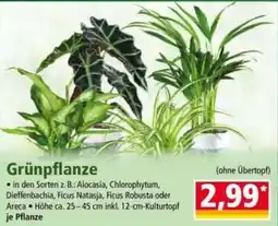 Norma Grünpflanze Angebot