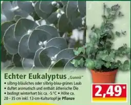Norma Echter Eukalyptus „Gunnii“ Angebot