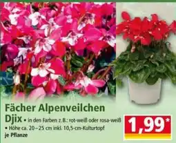 Norma Fächer Alpenveilchen Djix Angebot