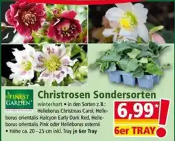 Norma Finest Garden Christrosen Sondersorten Angebot