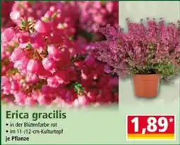 Norma Erica gracilis Angebot