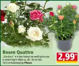 Norma Rosen Quattro Angebot