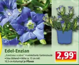 Norma Edel-Enzian Angebot