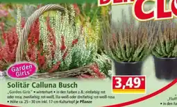 Norma Solitär Calluna Busch Garden Girls Angebot