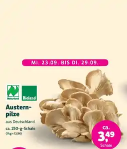 Biomarkt Austernpilze Angebot