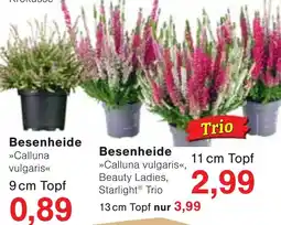 Wiglo Wunderland Besenheide »Calluna vulgaris«, Beauty Ladies, Starlight® Trio Angebot