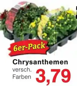 Wiglo Wunderland Chrysanthemen Angebot