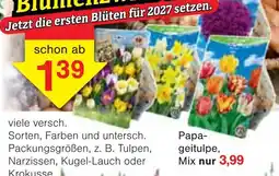 Wiglo Wunderland Papageitulpe Angebot