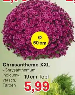 Wiglo Wunderland Chrysanthemum indicum Angebot
