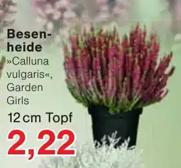 Wiglo Wunderland Besenheide »Calluna vulgaris«, Garden Girls Angebot