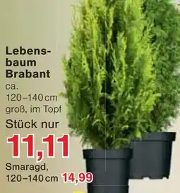 Wiglo Wunderland Lebensbaum Brabant Angebot