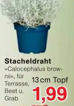 Wiglo Wunderland Stacheldraht »Calocephalus brownii« Angebot