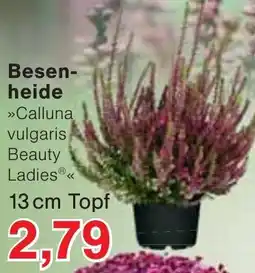 Wiglo Wunderland Besen-heide »Calluna vulgaris Beauty Ladies®« Angebot