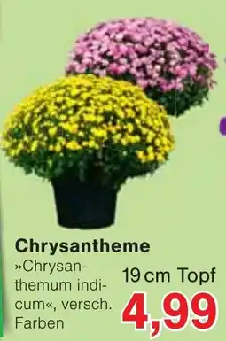 Wiglo Wunderland Chrysanthemum indicum Angebot