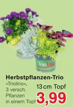 Wiglo Wunderland Herbstpflanzen-Trio »Triolino« Angebot