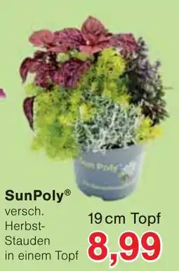 Wiglo Wunderland SunPoly® versch. Herbst-Stauden in einem Topf Angebot