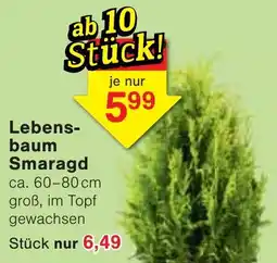 Wiglo Wunderland Lebensbaum Smaragd Angebot