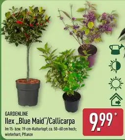 Aldi Nord GARDENLINE Ilex „Blue Maid“/Callicarpa Angebot