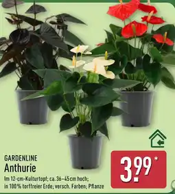 Aldi Nord GARDENLINE Anthurie Angebot