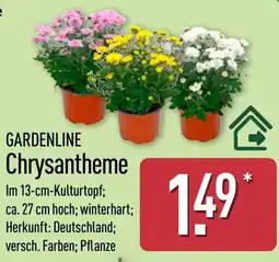 Aldi Nord GARDENLINE Chrysantheme Angebot