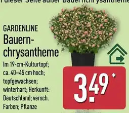Aldi Nord GARDENLINE Bauern-chrysantheme Angebot