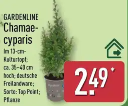 Aldi Nord GARDENLINE Chamaecyparis Angebot