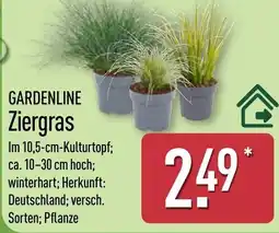 Aldi Nord GARDENLINE Ziergras Angebot