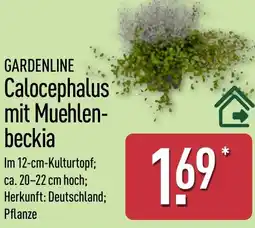 Aldi Nord GARDENLINE Calocephalus mit Muehlenbeckia Angebot