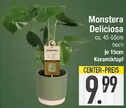E-Center Monstera Deliciosa Angebot