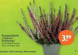 tegut Knospenheide "Calluna" dreifarbig Angebot