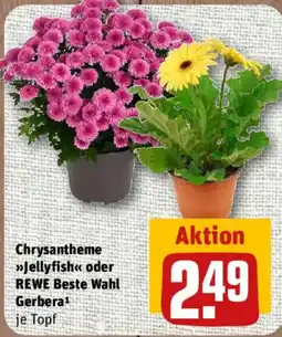 nahkauf Chrysantheme »Jellyfish« oder REWE Beste Wahl Gerbera Angebot