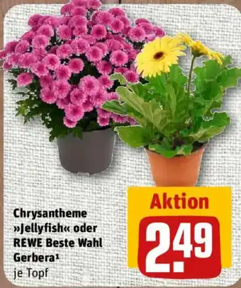 Chrysantheme »Jellyfish« oder REWE Beste Wahl Gerbera