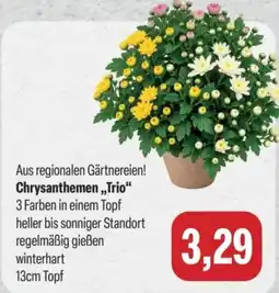 Feneberg Chrysanthemen „Trio“ Angebot